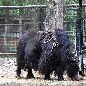 Tibetan Yak Exhibit