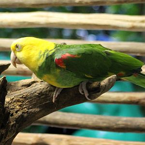 Yellow-headed amazone