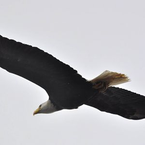 Bald Eagle (wild) flying over AWCC Grounds
