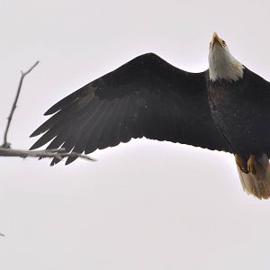 Bald Eagle (wild) flying over AWCC Grounds