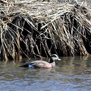 American Widgeon - Alaska (Potter Marsh)