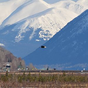 Bald Eagle - Alaska (Potter Marsh)