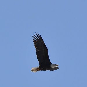 Bald Eagle - Alaska (Potter Marsh)