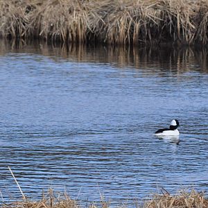Bufflehead and Red-necked Grebe - Alaska (Potter Marsh)