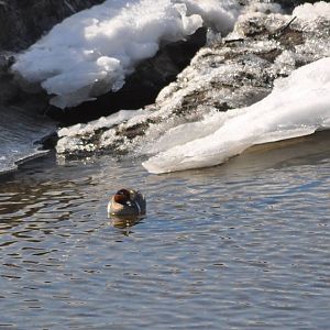 Green-winged Teals - Alaska (Potter Marsh)