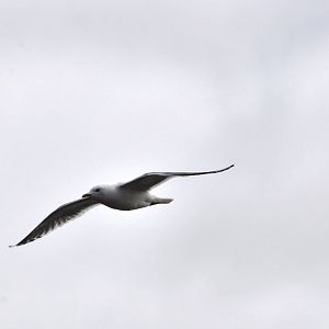 Mew Gull - Alaska (Potter Marsh)