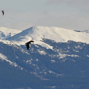 Mew Gull harassing Bald Eagle - Alaska (Potter Marsh)