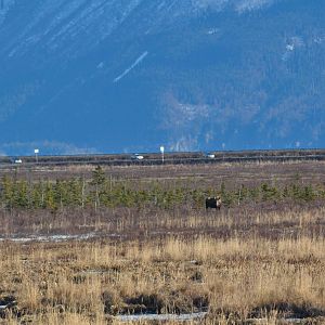 Moose - Alaska (Potter Marsh)