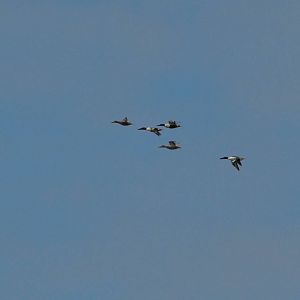 Northern Shovelers - Alaska (Potter Marsh)