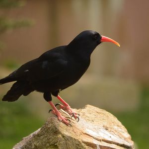Red billed chough