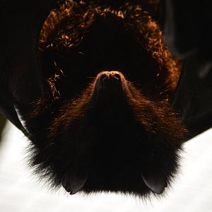 Livingstone fruitbat (Pteropus livingstonii)