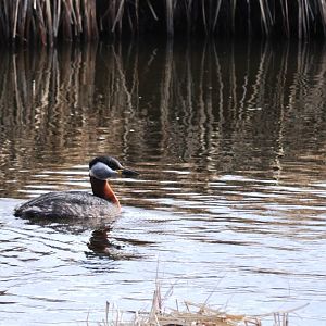 Red-necked Grebe - Alaska (Potter Marsh)
