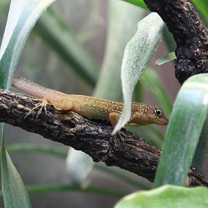 Dominican Anole (Anolis oculatus winctoni)