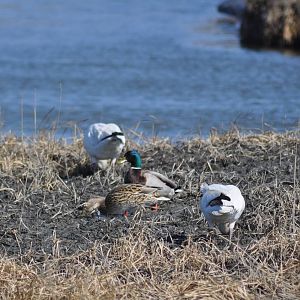 Snow Geese and Mallards - Alaska (Potter Marsh)