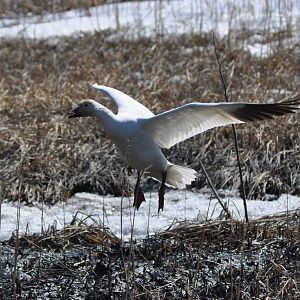 Snow Goose - Alaska (Potter Marsh)