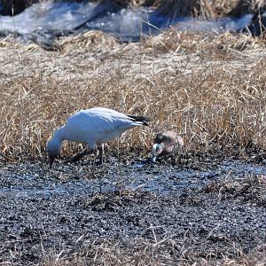 Snow Goose and American Widgeon - Alaska (Potter Marsh)