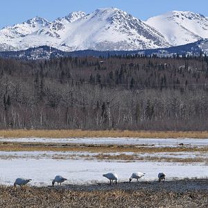 Snow Geese - Alaska (Potter Marsh)