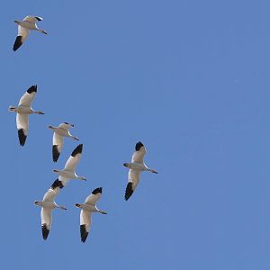 Snow Geese - Alaska (Potter Marsh)