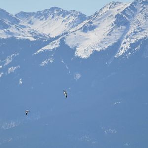 Snow Geese - Alaska (Potter Marsh)