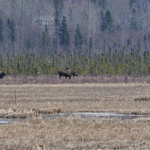 Bull and Cow Moose - Alaska (Potter Marsh)