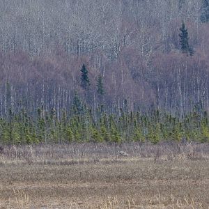 Bull and Cow Moose - Alaska (Potter Marsh)