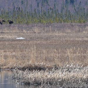 Bull Moose chasing off smaller Bull - Alaska (Potter Marsh)