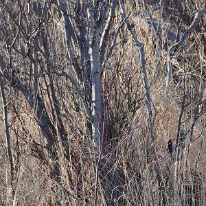 Downy (?) Woodpecker - Alaska (Potter Marsh)