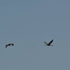 Sandhill Cranes - Alaska (Potter Marsh)