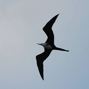Magnificent frigatebird
