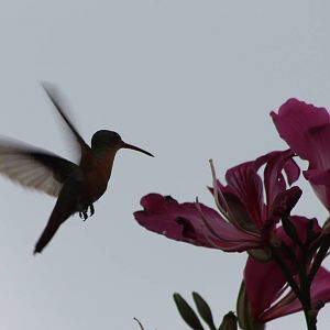 Hummingbird ID