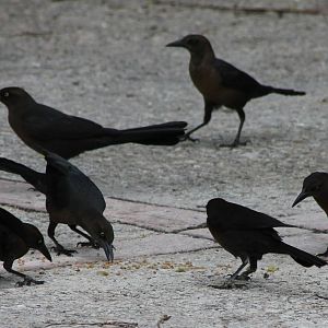 Grackles species