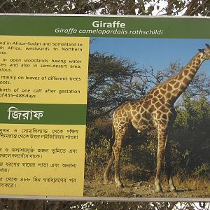giraffe signage