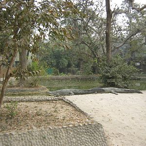 gharial enclosure