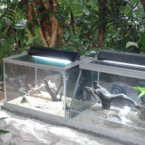 Scorpion and bird-spider enclosures