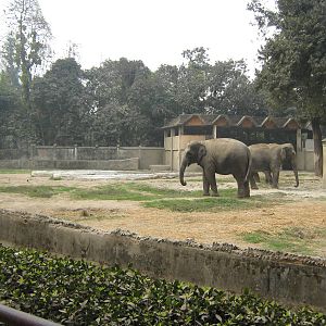 elephant enclosure