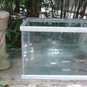 turtle tank