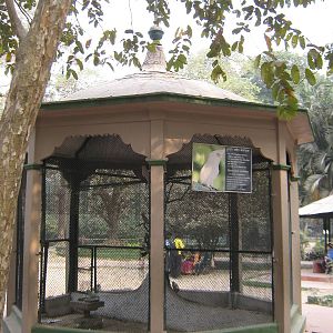 cockatoo aviary