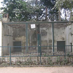 cages for jungle cats (Felis chaus)