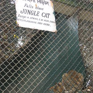 jungle cat (Felis chaus)
