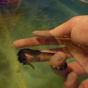 HOLD A SEAHORSE!!!!, May 2013.