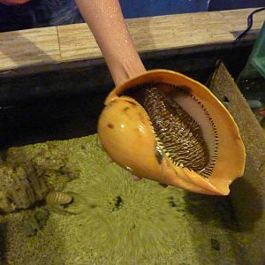Hold a giant zebra snail, May 2013.