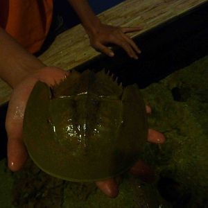 Hold a horseshoe crab, May 2013.