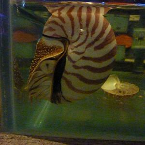 Touch a nautilus, May 2013.