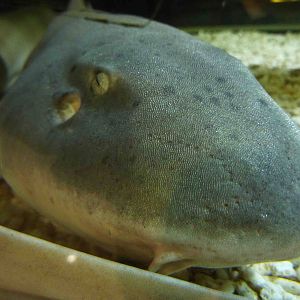 Bambooshark, May 2013.