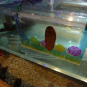 Touch a chiton, May 2013.