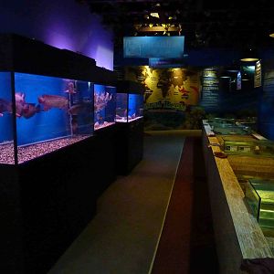 Touch tank and freshwater fish, May 2013.