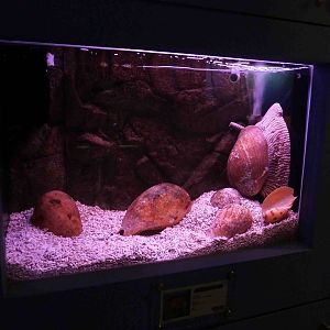 Zebra snail, May 2013.