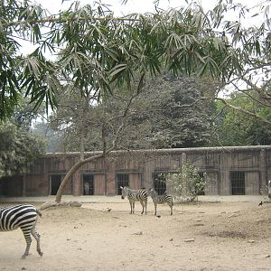 zebra yard