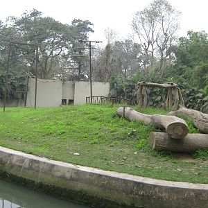 new chimpanzee island