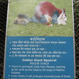signage for Indian giant squirrel (Ratufa indica)